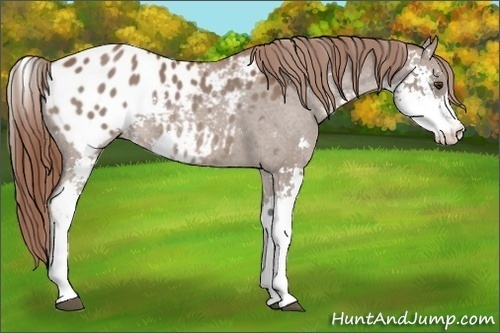 Horse Color:Chestnut Sabino Blanket