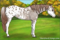 Horse Color:Chestnut Sabino Appaloosa 