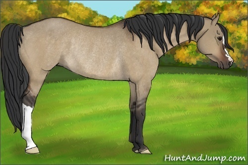 Horse Color:Brown Dun Rabicano 