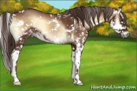 Horse Color:Red Onyx Sabino Rabicano 