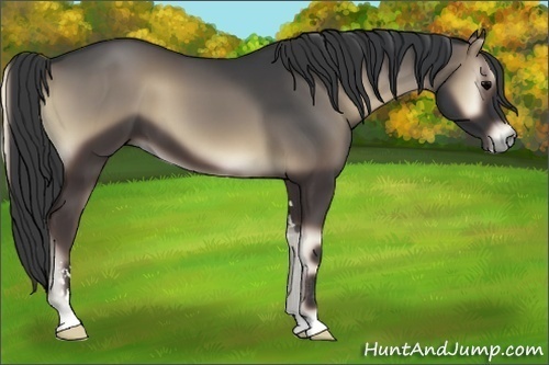 Horse Color:Blue Onyx Sabino 