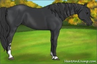 Horse Color:Black Sabino