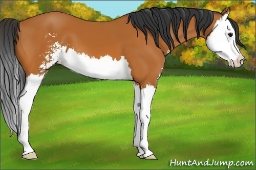 Horse Color:Bay Sabino Splash 