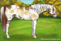 Horse Color:Red Onyx Sabino 
