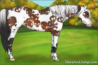 Horse Color:Bay Sabino 