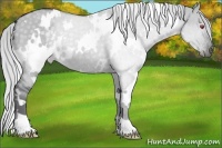 Horse Color:White Spotted Silver Grullo Chinchilla 