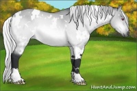 Horse Color:White Spotted Silver Buckskin Chinchilla Dun 