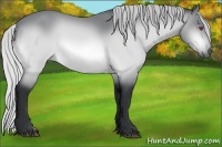 Horse Color:Silver Bay Chinchilla Sabino