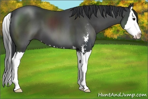 Horse Color:Black Sabino Splash 