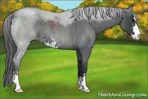 Horse Color:Blue Roan Sabino 