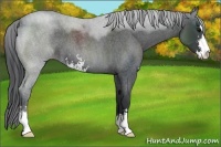 Horse Color:Blue Roan Sabino 