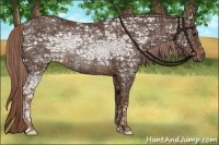 Horse Color:Liver Chestnut Ice Rabicano