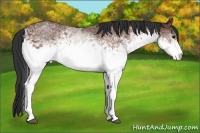 Horse Color:White Spotted Bay 