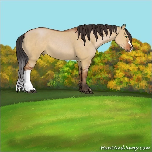 Horse Color:Bay Dun 