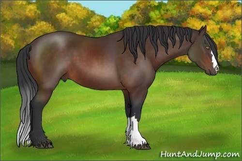 Horse Color:Brown 