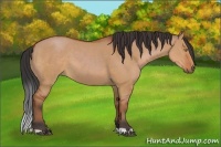 Horse Color:Bay Dun 