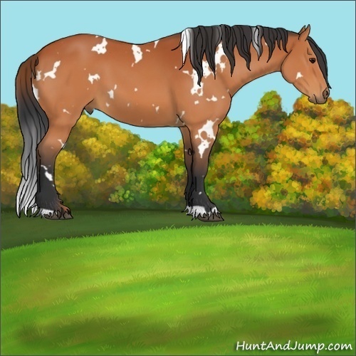 Horse Color:White Spotted Bay 