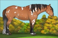 Horse Color:White Spotted Bay