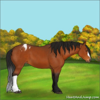 Horse Color:Gray Buckskin Appaloosa 