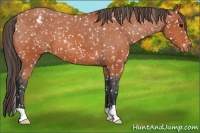 Horse Color:Bay Appaloosa 