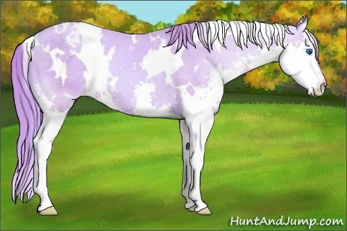 Horse Color:Watercolor White Spotted Gold Champagne Splash Appaloosa 