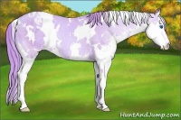 Horse Color:Watercolor White Spotted Gold Champagne Splash Appaloosa 