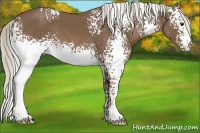Horse Color:White Spotted Chestnut 