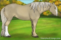 Horse Color:Palomino