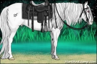 Horse Color:Buckskin Chinchilla Pearl Appaloosa Rabicano 