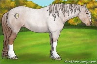 Horse Color:Red Roan 