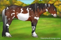 Horse Color:White Spotted Bay Frame 