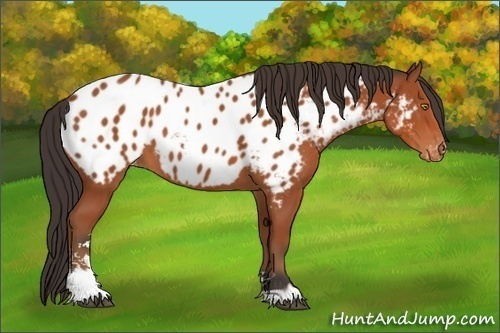 Horse Color:Bay Sabino Appaloosa 