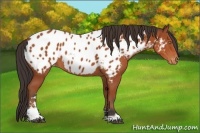 Horse Color:Bay Sabino Appaloosa 