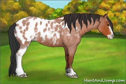 Horse Color:Bay Roan Sabino Blanket