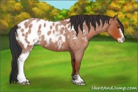 Horse Color:Bay Roan Sabino Blanket