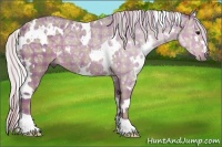 Horse Color:Plaid  White Spotted Silver Smoky Black Ice Rabicano 