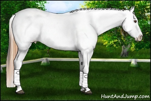 Horse Color:Buckskin Roan Dun Leopard 
