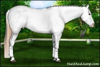Horse Color:Buckskin Roan Dun Leopard 