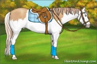 Horse Color:Gold Champagne Roan Splash 