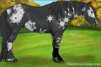 Horse Color:Black Ice