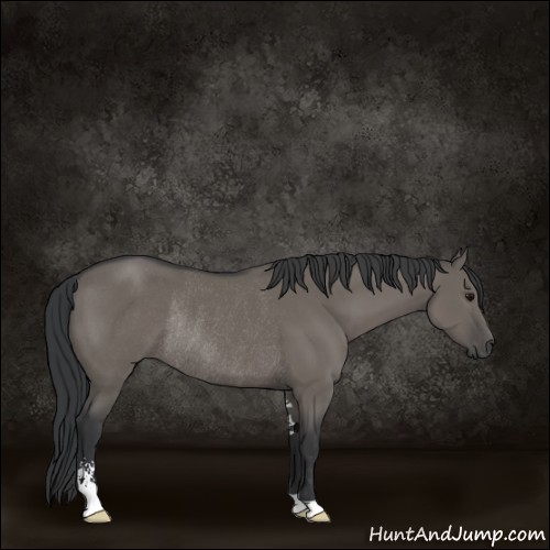 Horse Color:Grullo Sabino Rabicano 