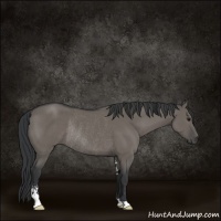 Horse Color:Grullo Sabino Rabicano