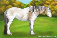 Horse Color:White Spotted Classic Champagne Sabino 