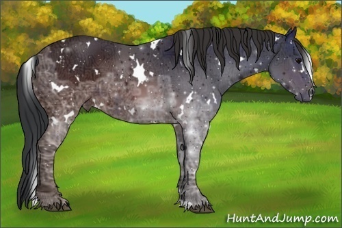 Horse Color:White Spotted Brown Ice