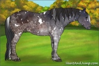 Horse Color:White Spotted Brown Ice