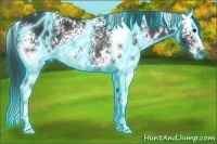 Horse Color:Thunderstruck White Spotted Black Splash Rabicano