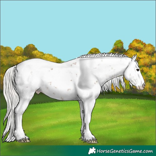 Horse Color:Silver Black Sabino 