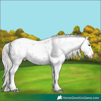 Horse Color:Silver Black Sabino 