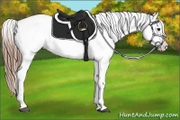 Horse Color:Buckskin Appaloosa 