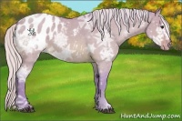 Horse Color:Watercolor Silver Bay Ice Dun Sabino Appaloosa 